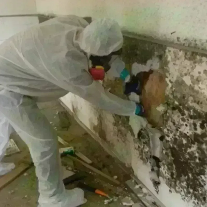 Mold Remediation and Removal in Holt County, NE